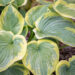 Hosta `Cinderella`