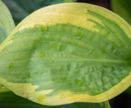 Hosta `Velvet Moon` (1)