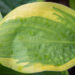 Hosta `Velvet Moon` (1)