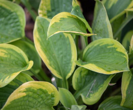 Hosta `Velvet Moon` (2)