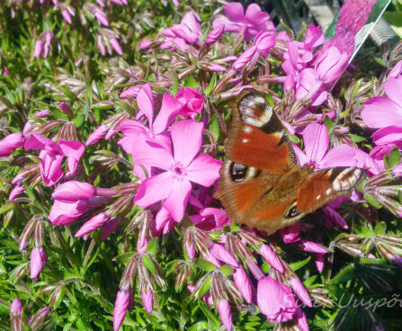 1113_7369_Phlox_subulata_MC_Daniels_Cushion.JPG