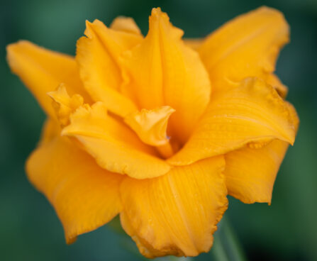 Hemerocallis `Condilla` aed-päevaliilia