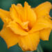 Hemerocallis `Condilla` aed-päevaliilia