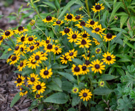 Rudbeckia fulgida `Little Goldstar` särav päevakübar