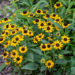 Rudbeckia fulgida `Little Goldstar` särav päevakübar