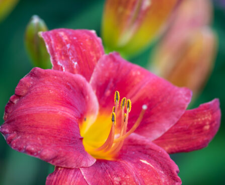 Hemerocallis `Chicago Apache` aed-päevaliilia