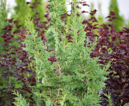 Thuja occidentalis `Spiralis` harilik elupuu