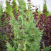 Thuja occidentalis `Spiralis` harilik elupuu