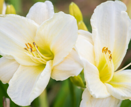 Hemerocallis `White Temptation` aed-päevaliilia