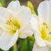 Hemerocallis `White Temptation` aed-päevaliilia
