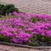 1113_7550_Phlox_subulata_MC_Daniels_Cushion_.JPG