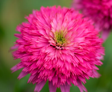 Echinacea purpurea `Pink Bonbon` (1) purpur siilkübar