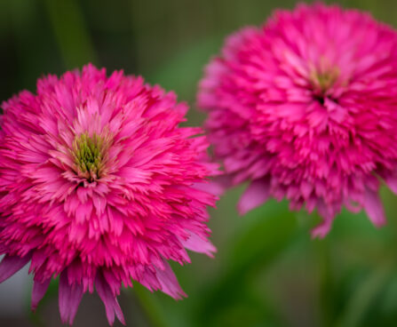 Echinacea purpurea `Pink Bonbon` (2) purpur siilkübar