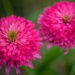 Echinacea purpurea `Pink Bonbon` (2) purpur siilkübar