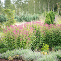 Eupatorium cannabinum `Plenum` vesikanep