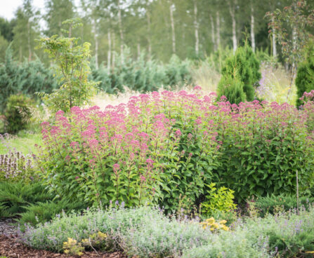 Eupatorium cannabinum `Plenum` vesikanep