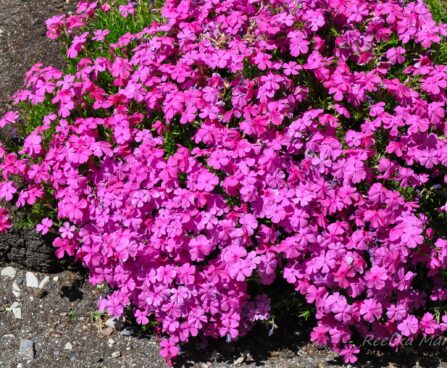 1113_7684_Phlox_subulata_MC_Daniels_Cushion__2.JPG