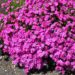 1113_7684_Phlox_subulata_MC_Daniels_Cushion__2.JPG