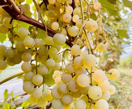 Vitis viinapuu `Loreley`