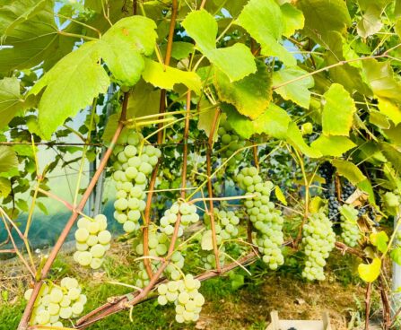 Vitis viinapuu `Ontario`