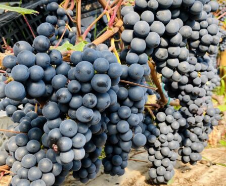 Vitis viinapuu `Rondo`