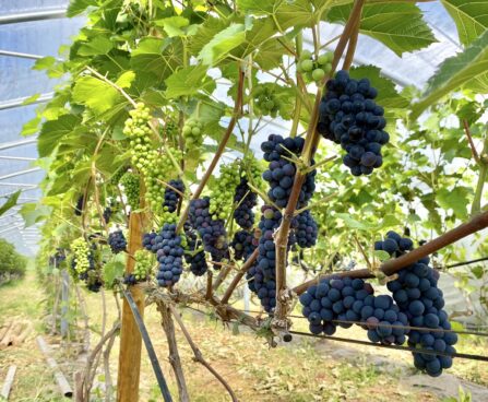Vitis viinapuu `Leon Millot`
