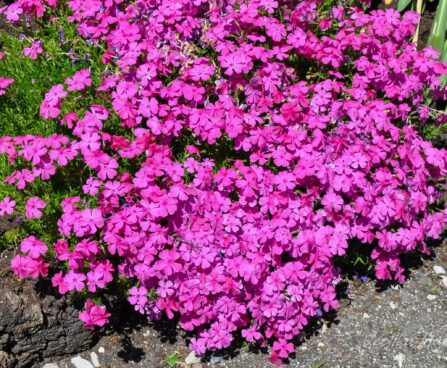 1113_7685_Phlox_subulata_MC_Daniels_Cushion_.JPG