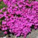 1113_7685_Phlox_subulata_MC_Daniels_Cushion_.JPG