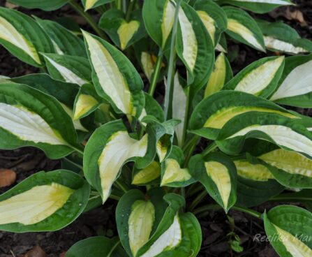 1125_4301_hosta_Alan_Titchmarsh_1.jpg