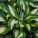 1125_4301_hosta_Alan_Titchmarsh_1.jpg