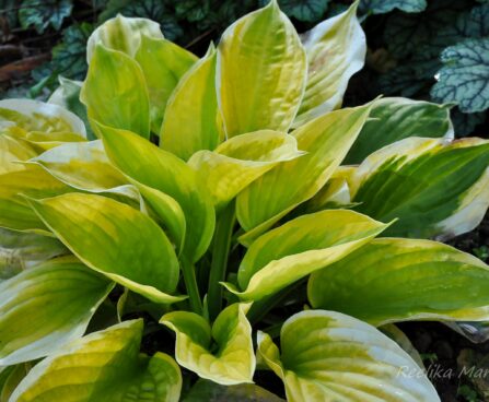 1129_4358_Hosta_Summer_Breeze.jpg