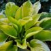 1129_4358_Hosta_Summer_Breeze.jpg