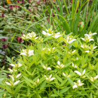 Chelone obliqua `Alba` viltune kilpkonnalill