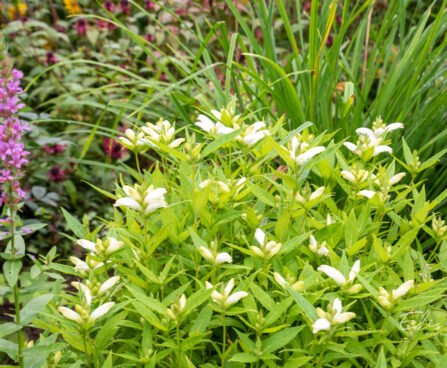 Chelone obliqua `Alba` viltune kilpkonnalill