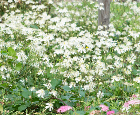 Clematis recta püst-elulõng