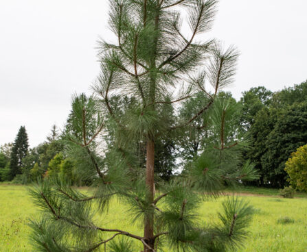 Pinus ponderosa kollane mänd