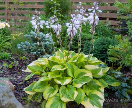 1129_7802_Hosta_Summer_Breeze_.JPG