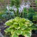 1129_7802_Hosta_Summer_Breeze_.JPG