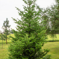 Abies sibirica siberi nulg (1)