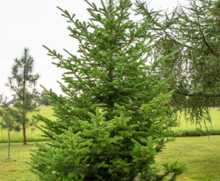 Abies sibirica siberi nulg (1)