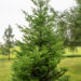 Abies sibirica siberi nulg (1)