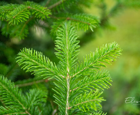 Abies sibirica siberi nulg (2)