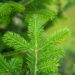 Abies sibirica siberi nulg (2)