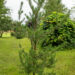Pinus banksiana hall mänd (2)
