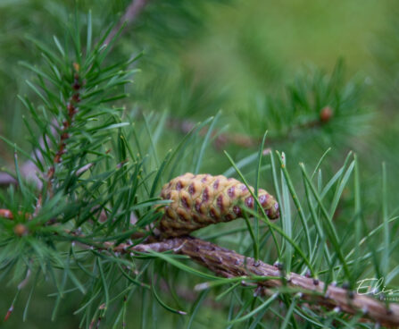 Pinus banksiana hall mänd (1)