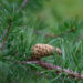Pinus banksiana hall mänd (1)