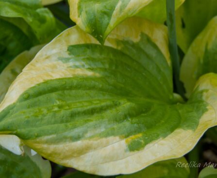 1129_7803_Hosta_Summer_Breeze__4.JPG