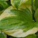 1129_7803_Hosta_Summer_Breeze__4.JPG