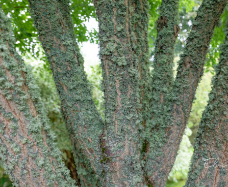 Phellodendron amurense Amuuri korgipuu (1)