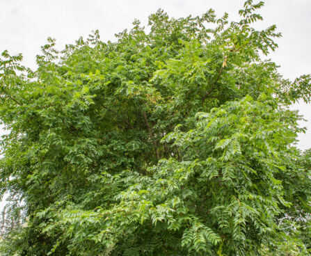 Phellodendron amurense Amuuri korgipuu (2)
